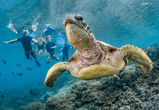 Turtle swimming on reef with snorkelers in background