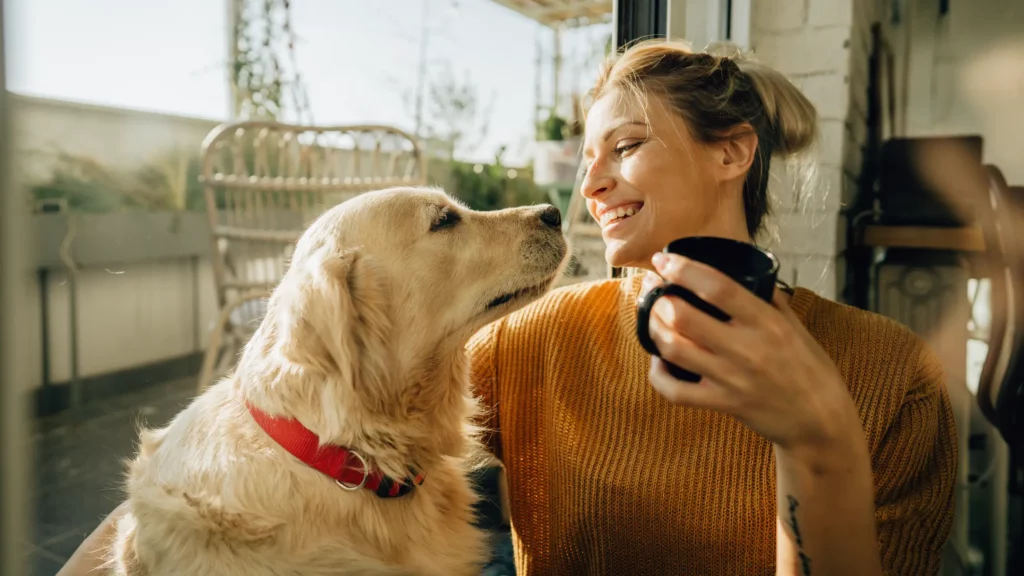 A woman looking at a Labrador